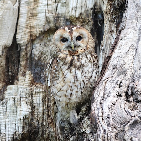 Owl in hiding