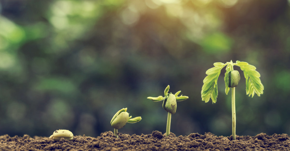 seedling going through growth stages