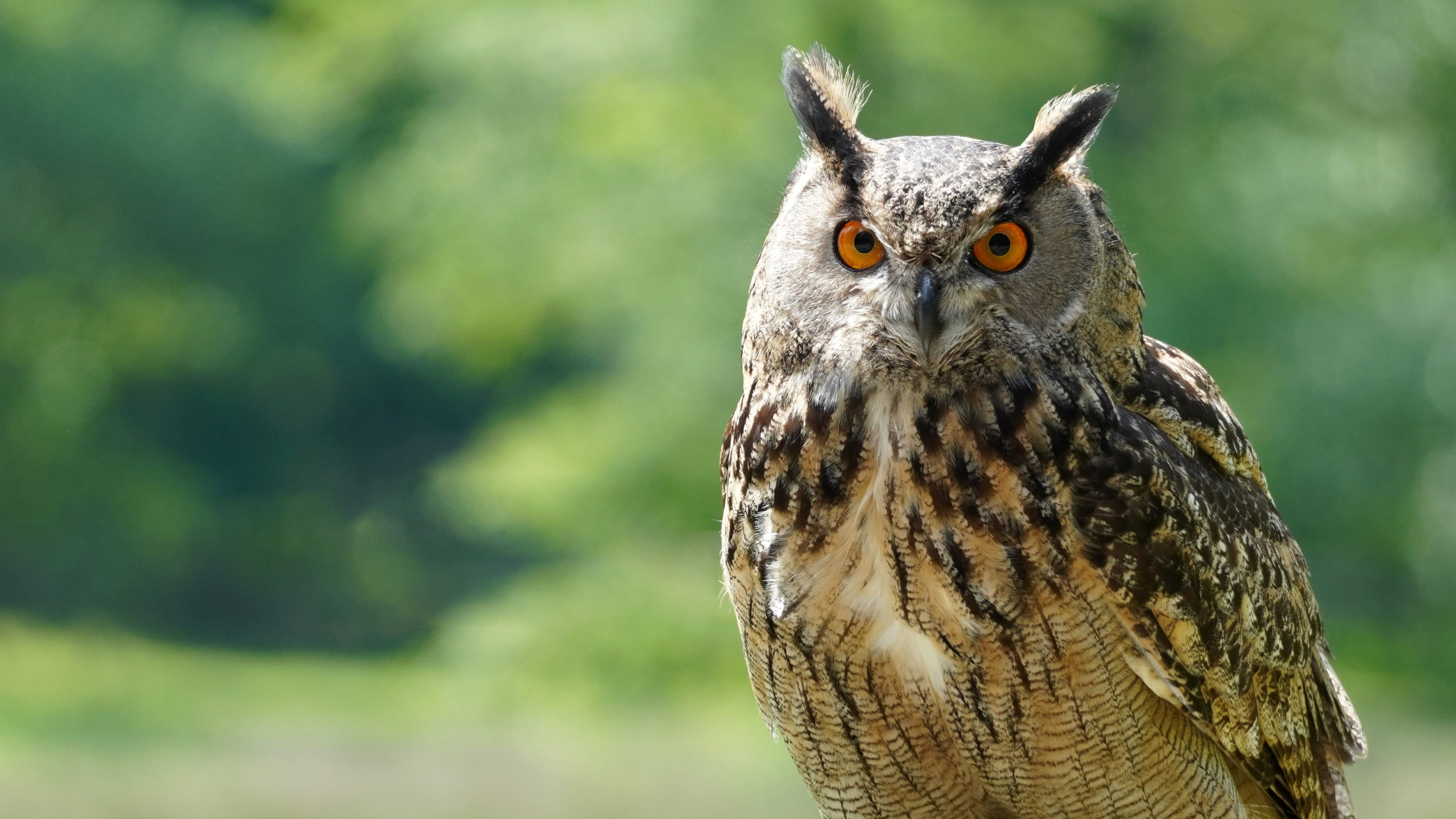 brown owl looking at the reader on a blurred green nature background.
