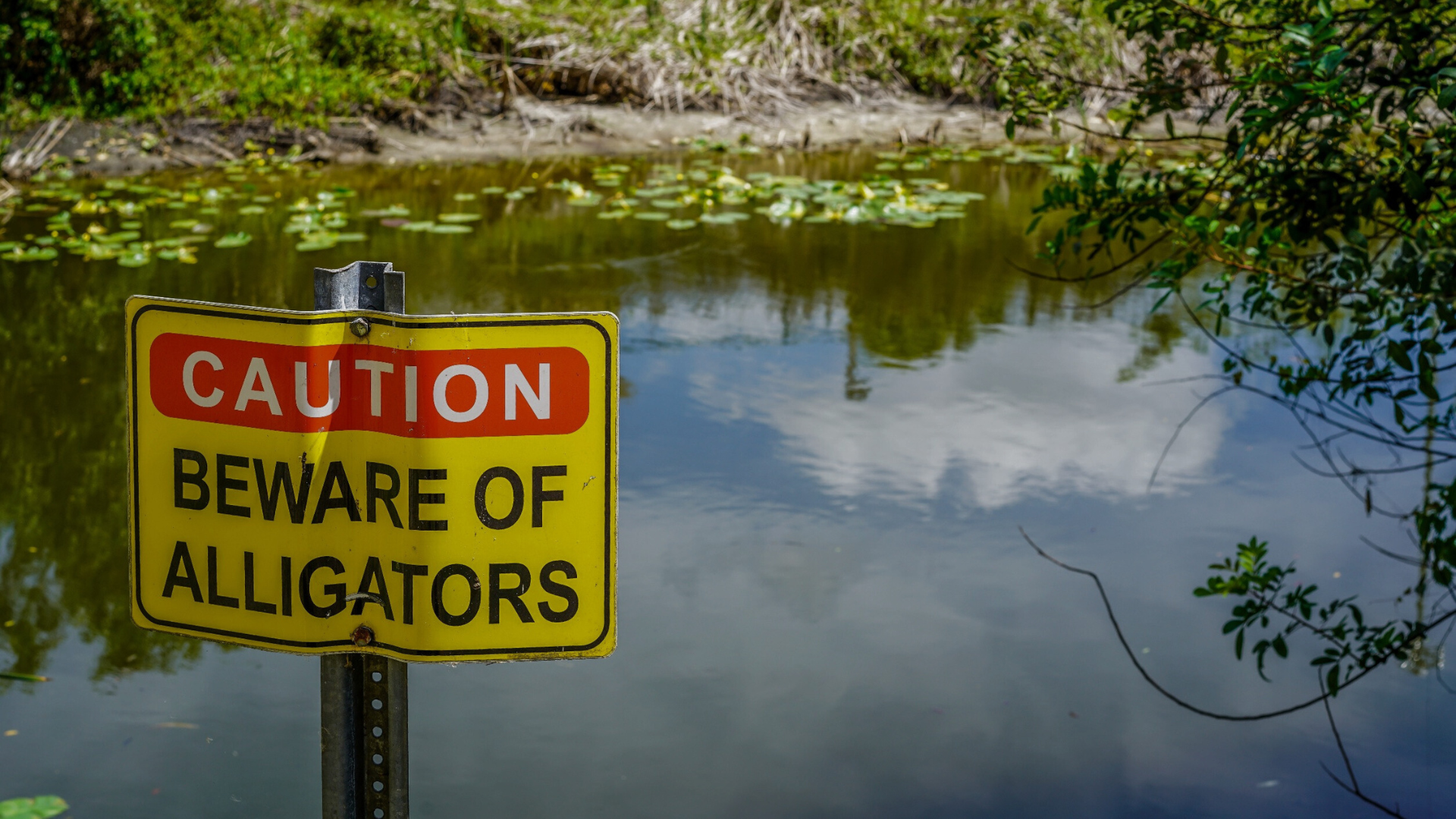 Body of water with a yellow sign and red text saying, “CAUTION,” then black text saying BEWARE OF ALLIGATORS, symbolizing the obstacles you may experience with a DITA adoption.